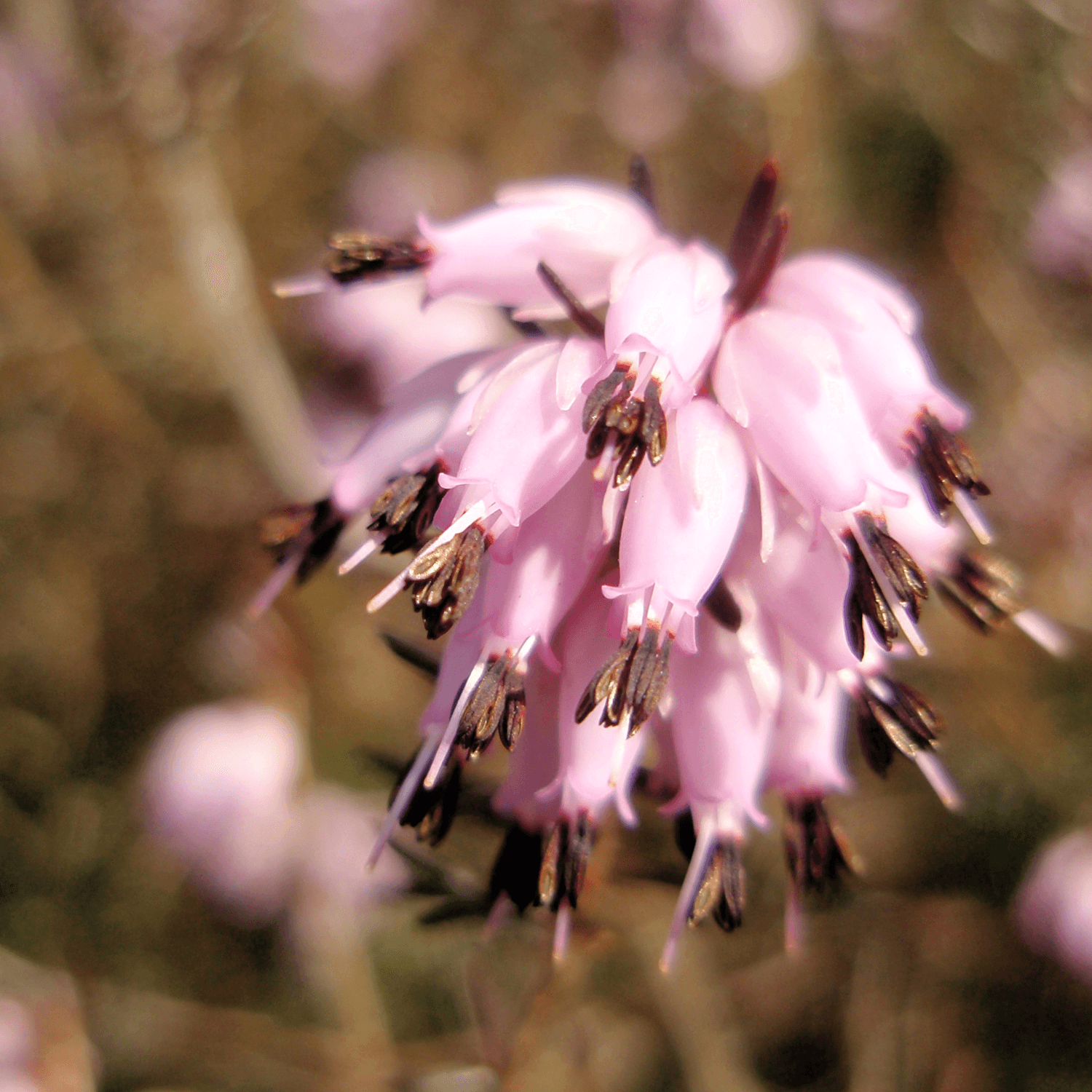 Bruyère des neiges 'J.W. Porter' - Erica darleyensis 'J.W. Porter' - FLEURANDIE