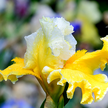 Iris des jardins jaune et blanc - Iris germanica jaune et blanc