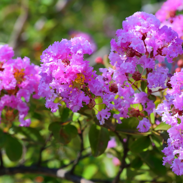 Lilas des Indes 'Rhapsody in Pink' - Lagerstroemia indica 'Rhapsody in Pink'
