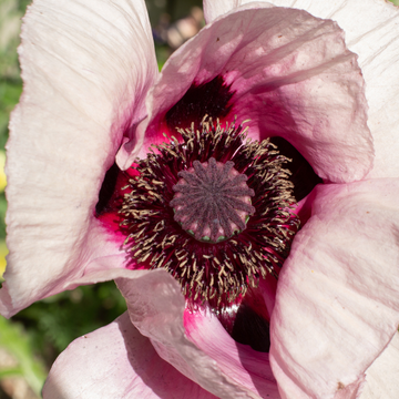 Pavot d'orient 'Royal Wedding' - Papaver orientalis 'Royal Wedding'