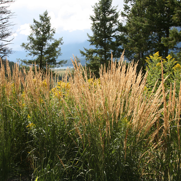 Calamagrostide 'Karl Foerster' - Calamagrostis acutiflora 'Karl Foerster'
