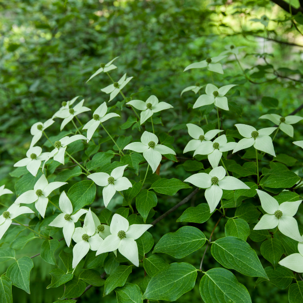 Cornus Kousa Weisse Fontaine