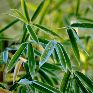 Bambou Fargesia rufa - Fargesia rufa - FLEURANDIE