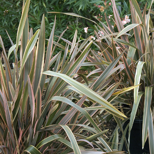 Lin de nouvelle Zélande - Phormium
