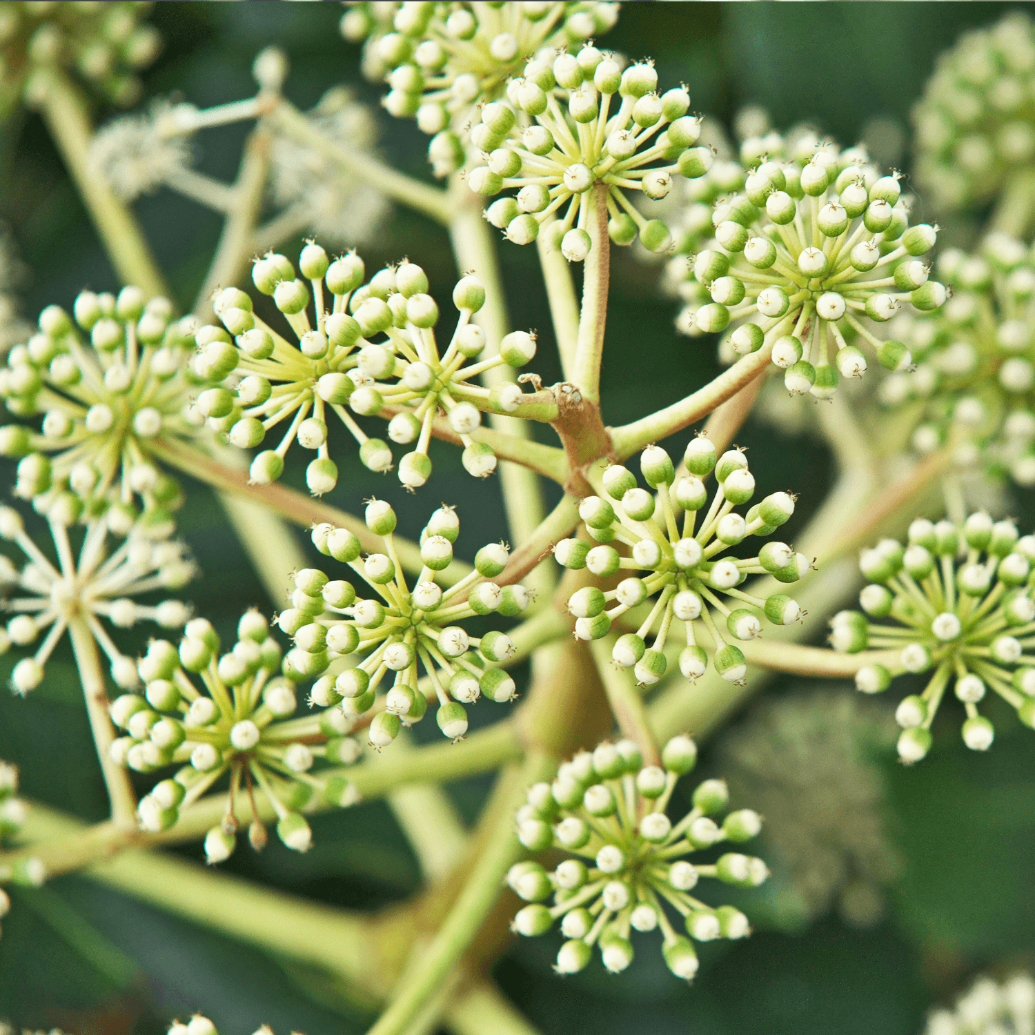 Fatsia du Japon - Fatsia japonica - FLEURANDIE