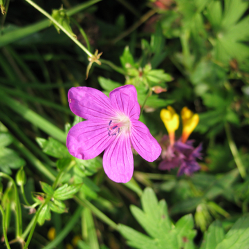 Geranium sanguin 'Max frei' - Geranium sanguineum 'Max frei'