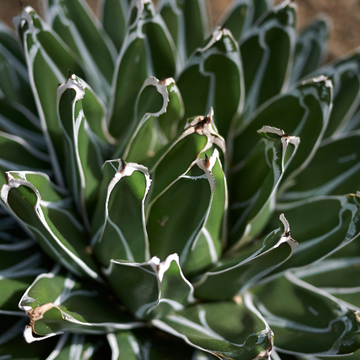 Agave de la Reine Victoria - Agave victoriae reginae