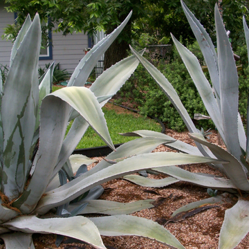 Agave Ferox