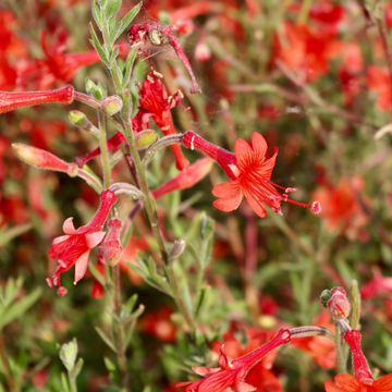 Fuchsia du cap orangé rouge 'Passionate' - Phygelius recta 'Passionate'