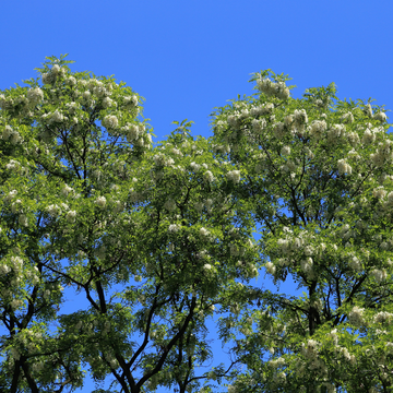 Robinier faux acacia 'Umbraculifera', Acacia boule - Robinia pseudoacacia 'Umbraculifera'
