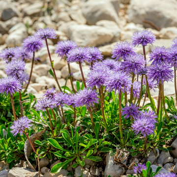 Petite scabieuse 'Pink Mist' - Scabiosa columbaria 'Pink Mist'