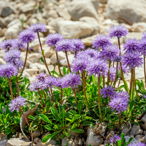 Petite scabieuse 'Pink Mist' - Scabiosa columbaria 'Pink Mist'