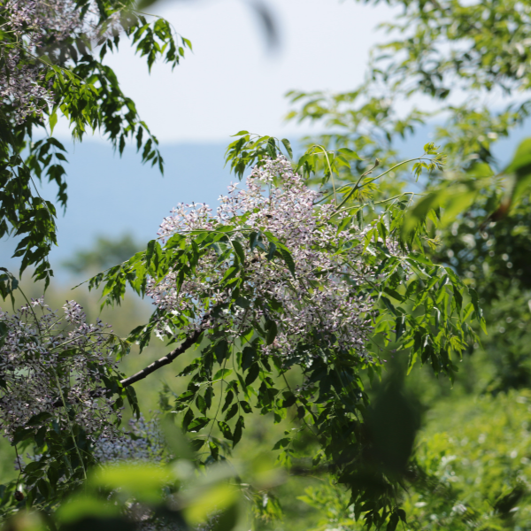 Margousier, Neem - Melia azedarach