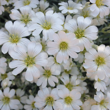 Oreille de souris, Céraiste - Cerastium tomentosum