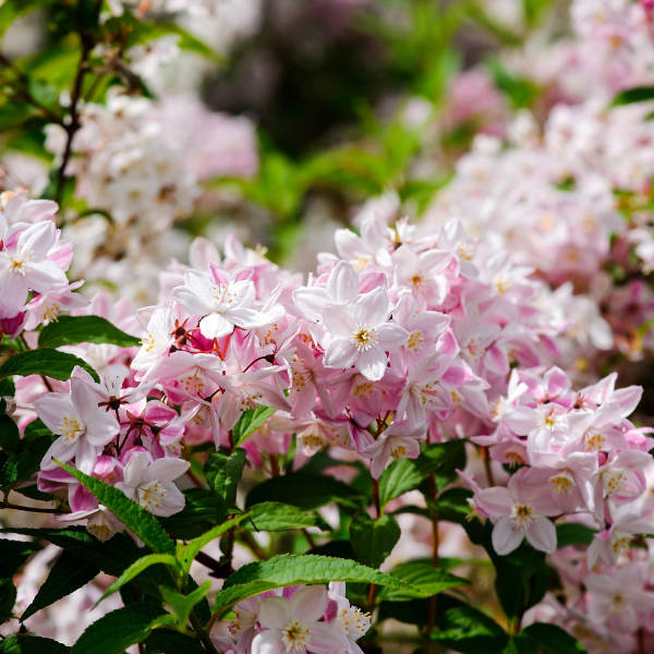 Deutzia Purperascens Kalmiliflora