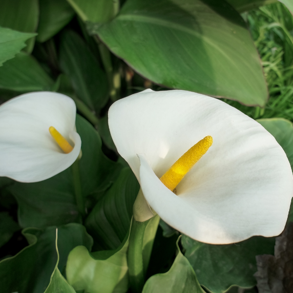 Arum d'Éthiopie - Zantedeschia aethiopica