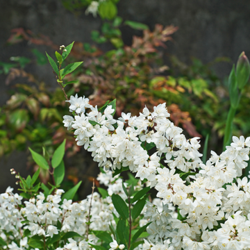 DEUTZIA Gracilis Nikko