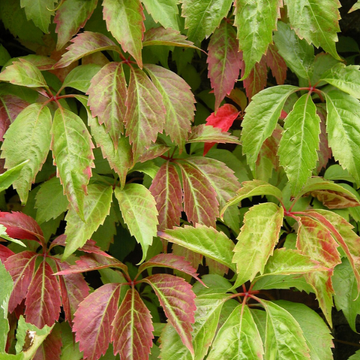 Vigne vierge vraie - Parthenocissus quinquefolia 'Muralis'