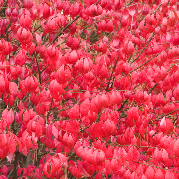Fusain ailé - Euonymus alatus