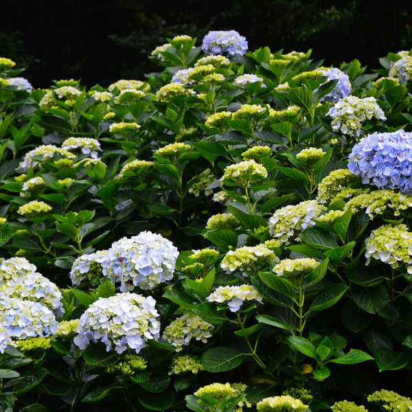 Hydrangea macrophylla variés - Hydrangea macrophylla