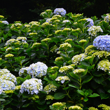 Hydrangea macrophylla variés - Hydrangea macrophylla