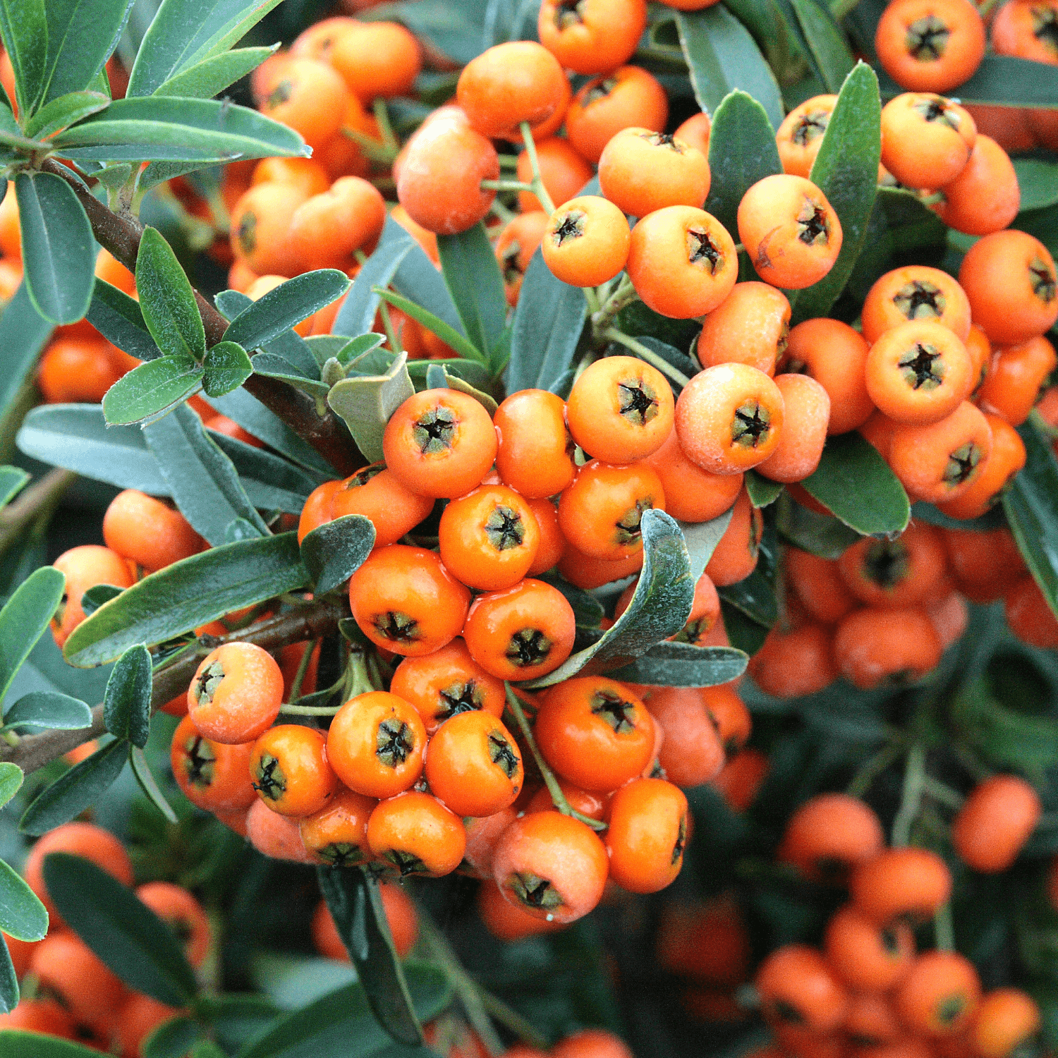 Buisson ardent 'Golden Charmer' - Pyracantha 'Golden Charmer' - FLEURANDIE