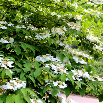 Viorne de Chine Kilimandjaro - Viburnum plicatum Kilimandjaro