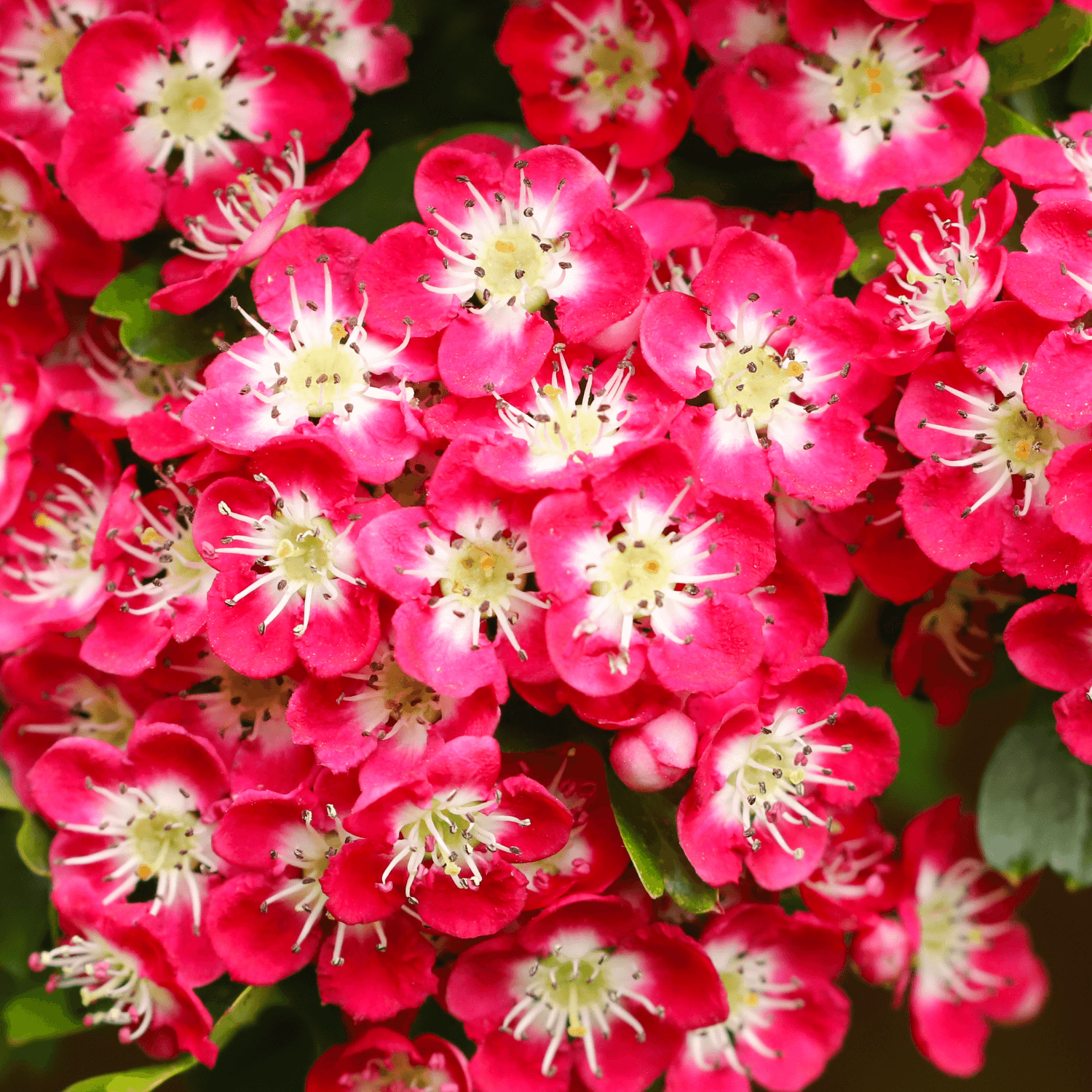 Aubépine, épine à fleurs - Crataegus laevigata - FLEURANDIE