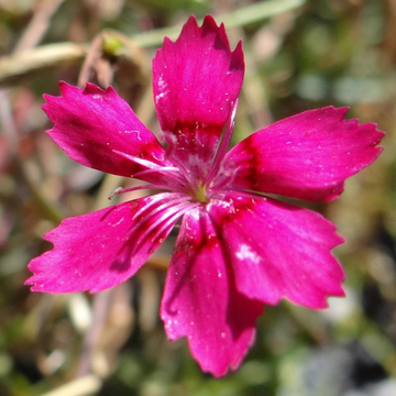 Oeillet Deltoides Leuchtfunk