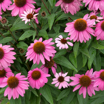 Rudbeckia Pourpre 'Pow Wow Wild Berry ' - Echinacea Purpurea 'Pow Wow Wild Berry '