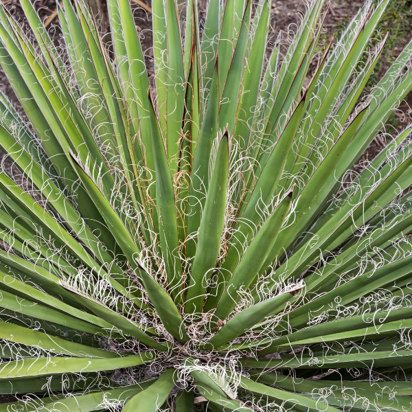 Yucca Filamentosa