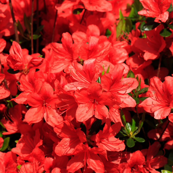 Azalée japonaise 'Stewartstonian' - Azalea japonica 'Stewartstonian'