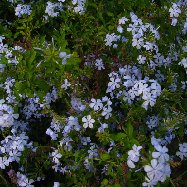 Plumbago