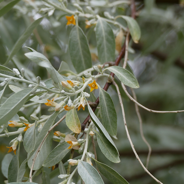 Olivier de Boheme - Elaeagnus angustifolia