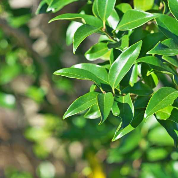 Troène du Japon 'Texanum' - Ligustrum japonicum 'Texanum'