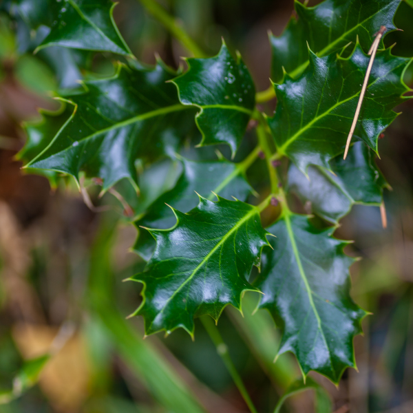 Houx 'Blue Princess' - Ilex meserveae 'Blue Princess'