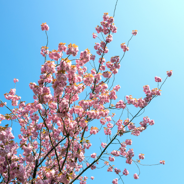 Cerisier du Japon 'Amanogawa' - Prunus serrulata 'Amanogawa'