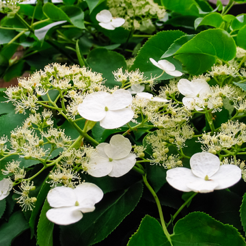 Hortensia grimpant - Hydrangea petiolaris