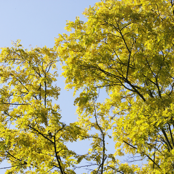 Févier d'Amérique sans épines 'Sunburst' - Gleditsia triacanthos inermis 'Sunburst'