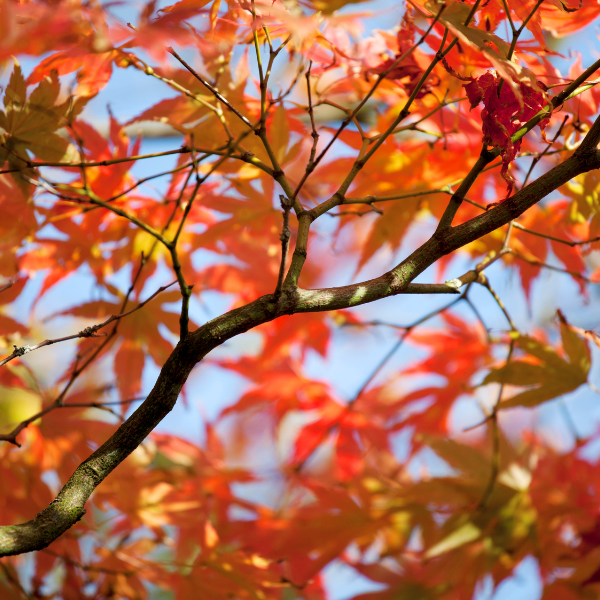 Érable du Japon 'Summer gold' - Acer palmatum 'Summer gold'