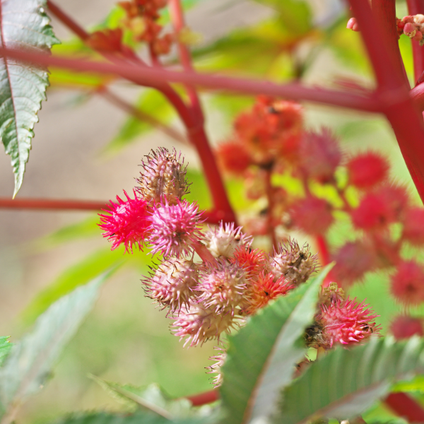 Ricinus Communis