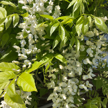 Glycine de Chine 'Alba' - Wisteria sinensis 'Alba'