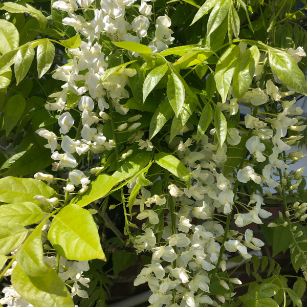 Glycine de Chine 'Alba' - Wisteria sinensis 'Alba'