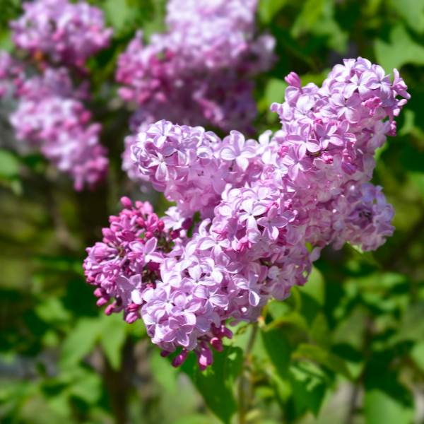 Lilas commun Esther Staley - Syringa vulgaris Esther Staley