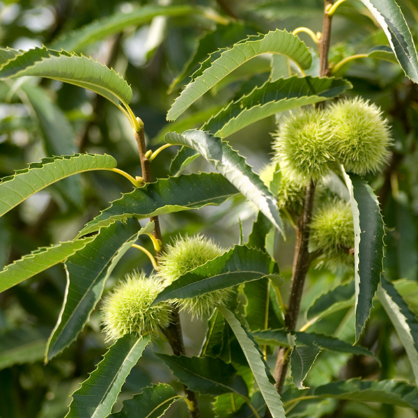 Châtaignier - Castanea sativa