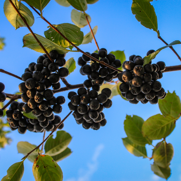 Aronie à fruits noirs 'Viking'  - Aronia prunifolia 'Viking'