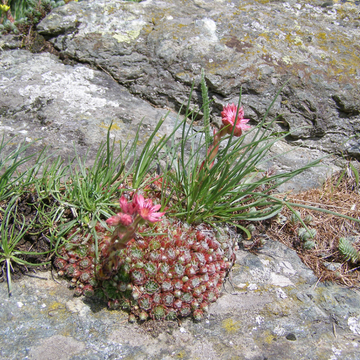 Joubarbe fleur rose violet - Sempervivum x montanum