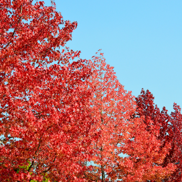 Copalme d'Amérique 'Worplesdon' - Liquidambar styraciflua 'Worplesdon'