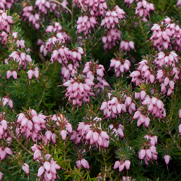 Bruyère des neiges Tricolor  - Erica Tricolor