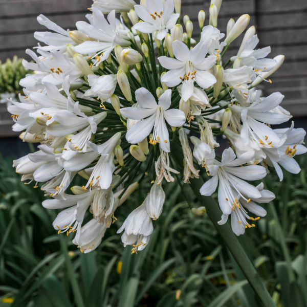 Agapanthe d'Afrique 'Pitchoune White' - Agapanthus africanus 'Pitchoune White'